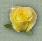 Our club flower is the yellow rose.